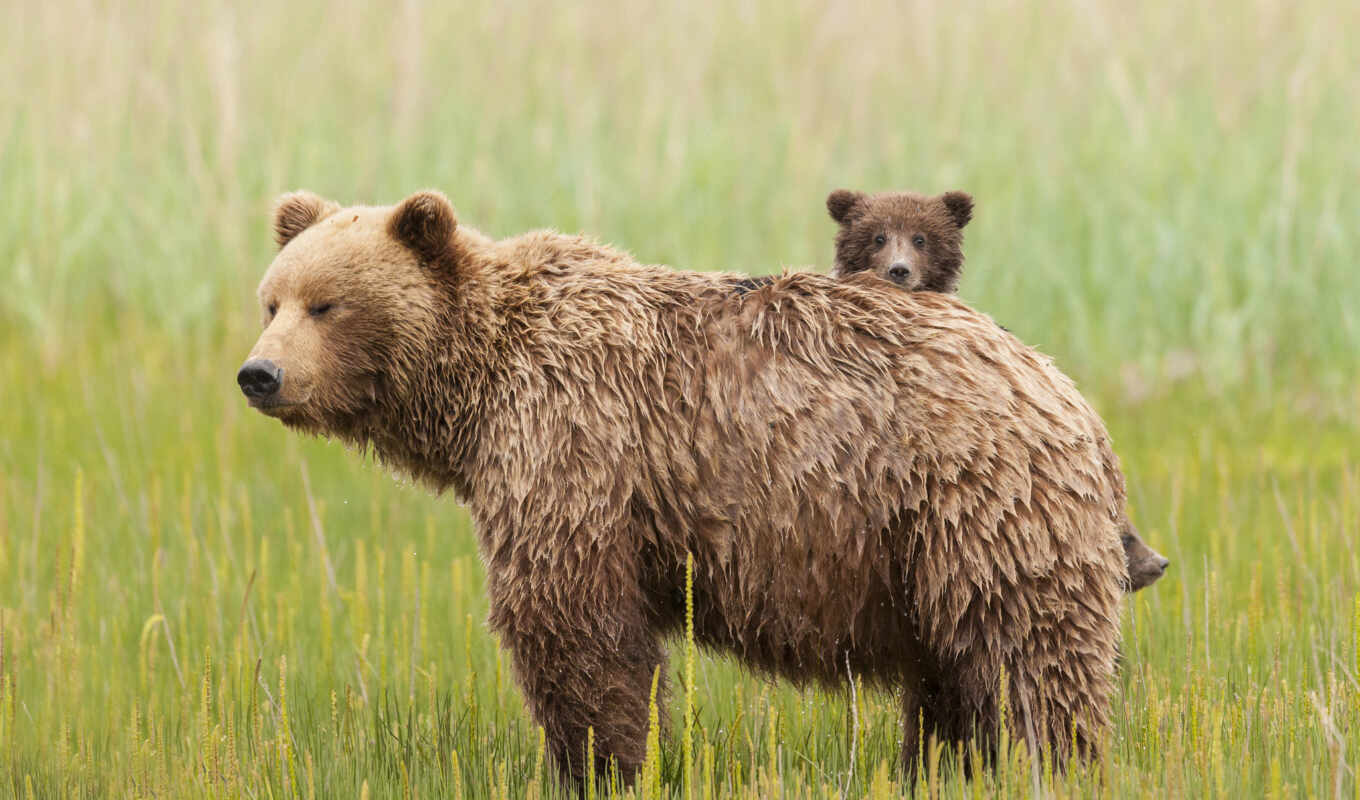 brown, bear, bears, bears, brown, ursa, bear