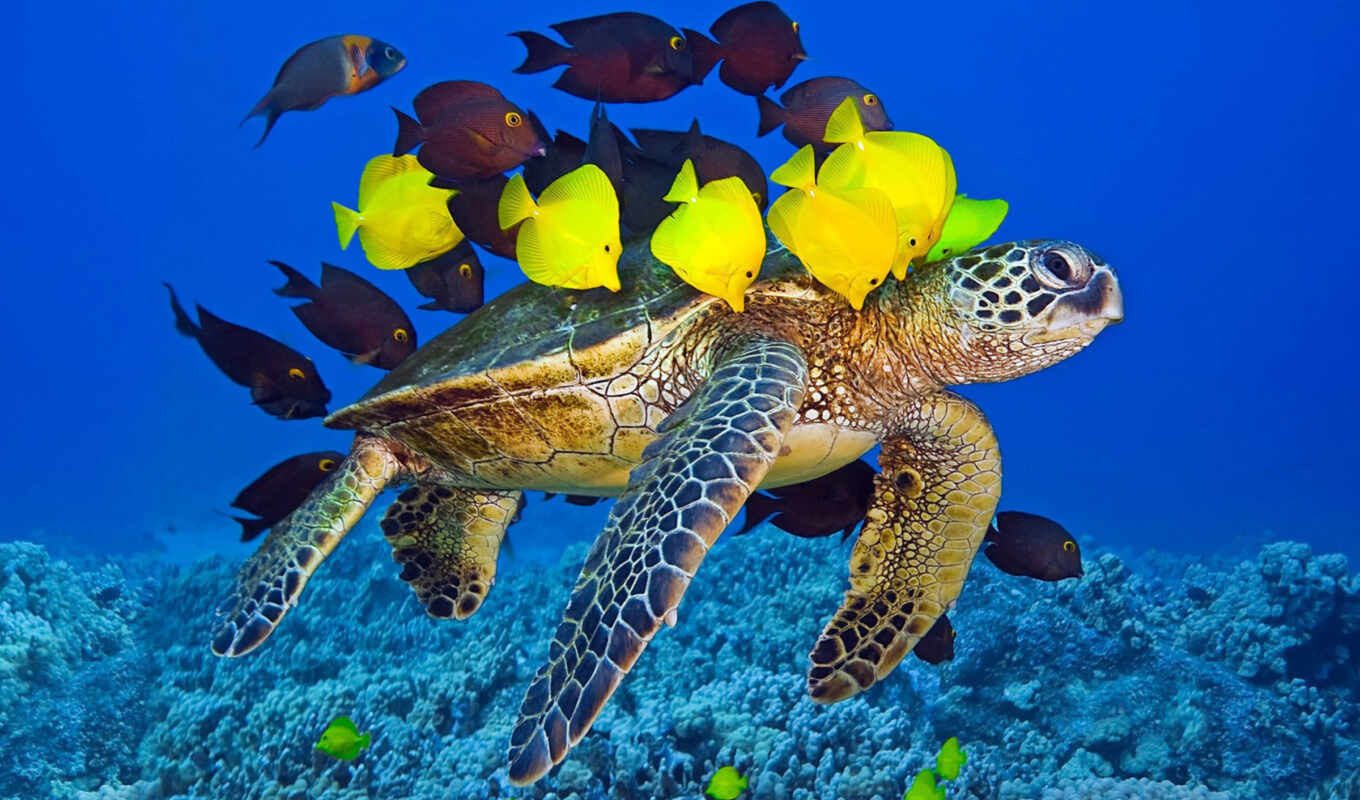 ,, морская черепаха, позвоночное животное, hawksbill sea turtle, olive ridley sea turtle, loggerhead sea turtle, green sea turtle, черепаха, kemp's ridley sea turtle, морская биология, пресмыкающееся, coral reef fish, морская жизнь, морское млекопитающее, обои, коралловый риф, океан, море