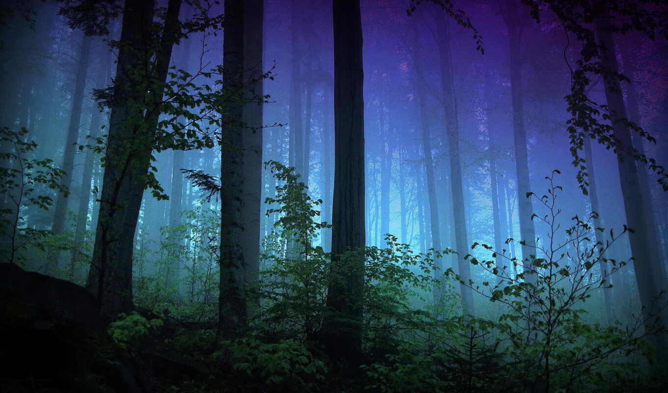 природа, фон, дерево, ночь, лес, anim, красивый, туман, ночное, fore