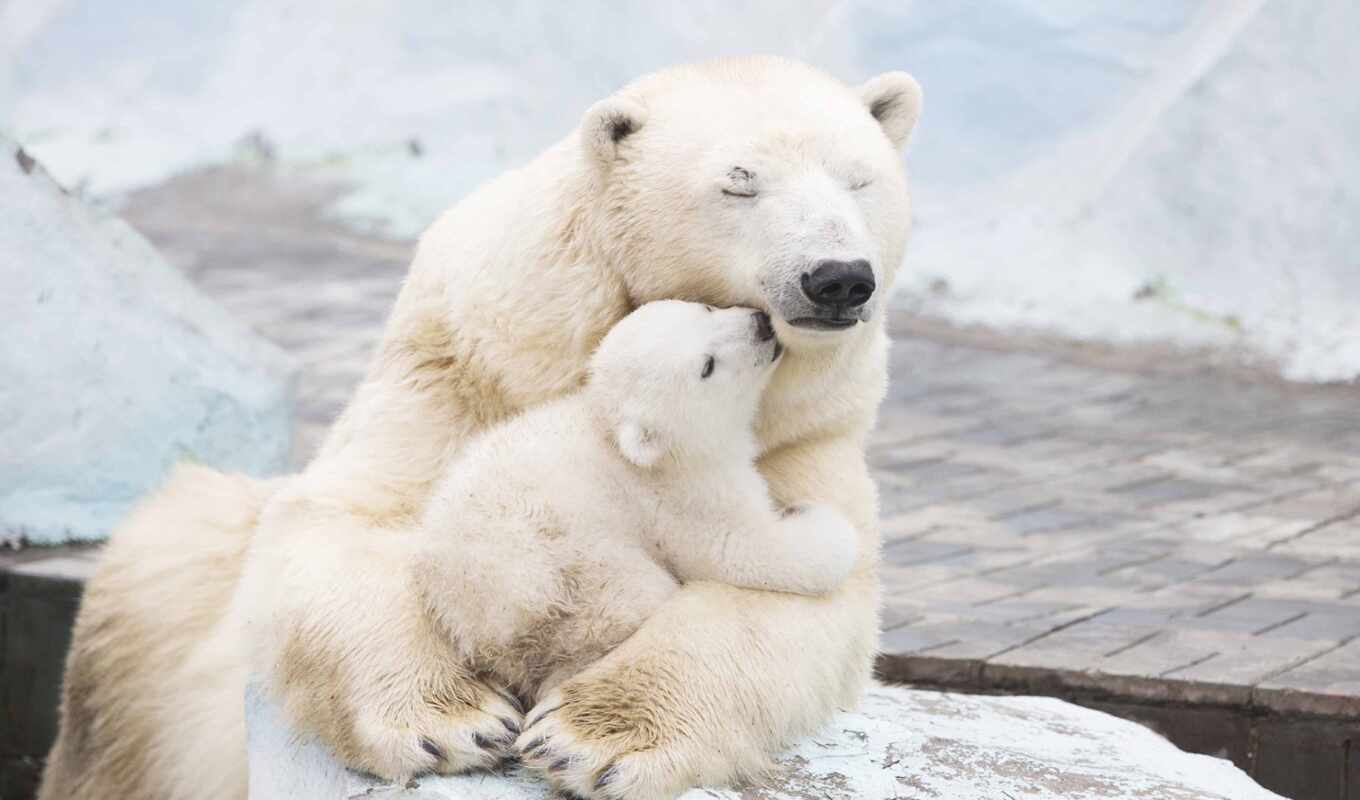 she, медведь, день, animal, детёныш, мама, polar, мамочка, международный, ingushskii