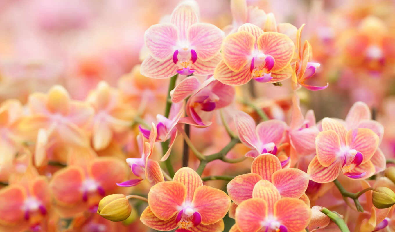 хороший, цветы, цветение, утро, орхидея