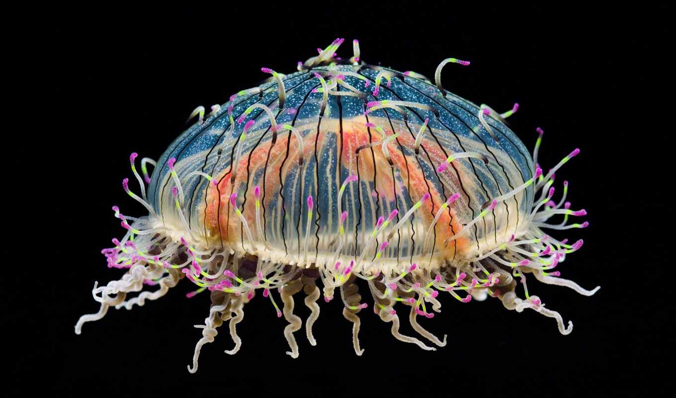 красивый, jellyfish, миро