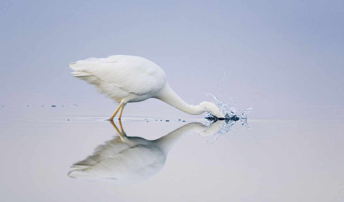 white, птица, animal, fish, egret