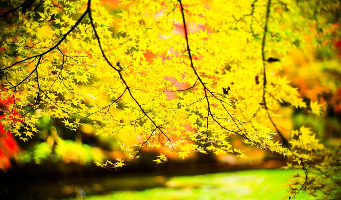 природа, дерево, листья, лес, landscape, осень, пасть, осеннее
