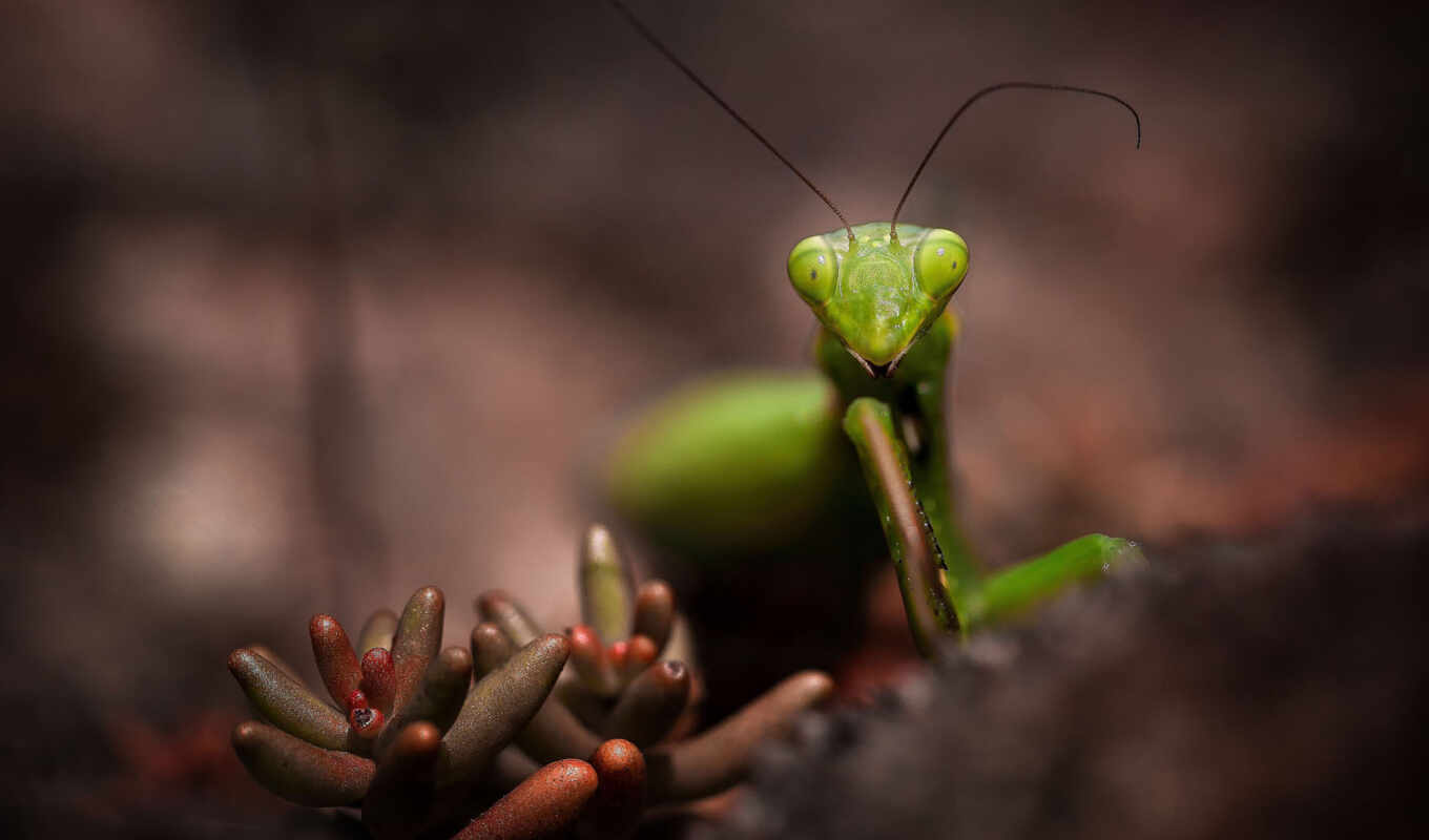 text, macro, beautiful, images, animal, mantis, plant, insect