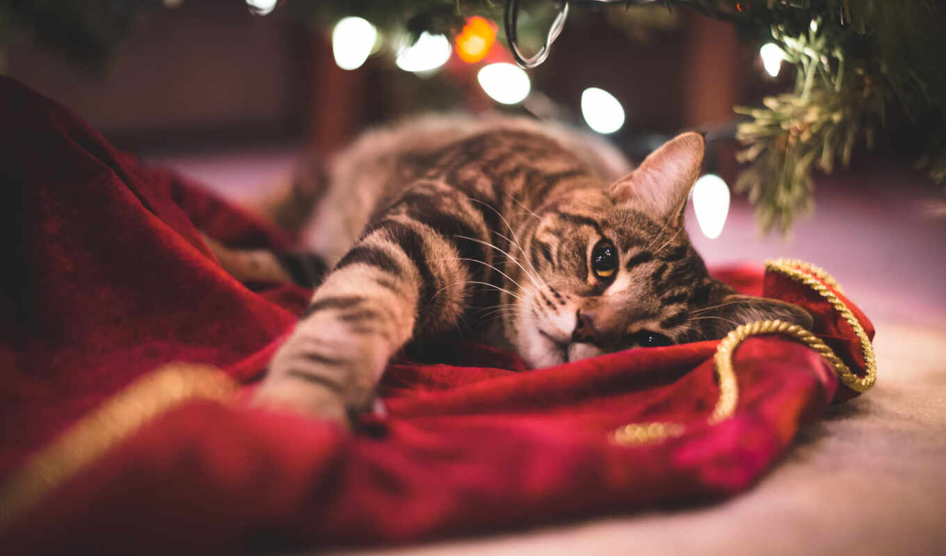 best, new, cat, tattoo, animal, new year, under, Christmas tree, chats