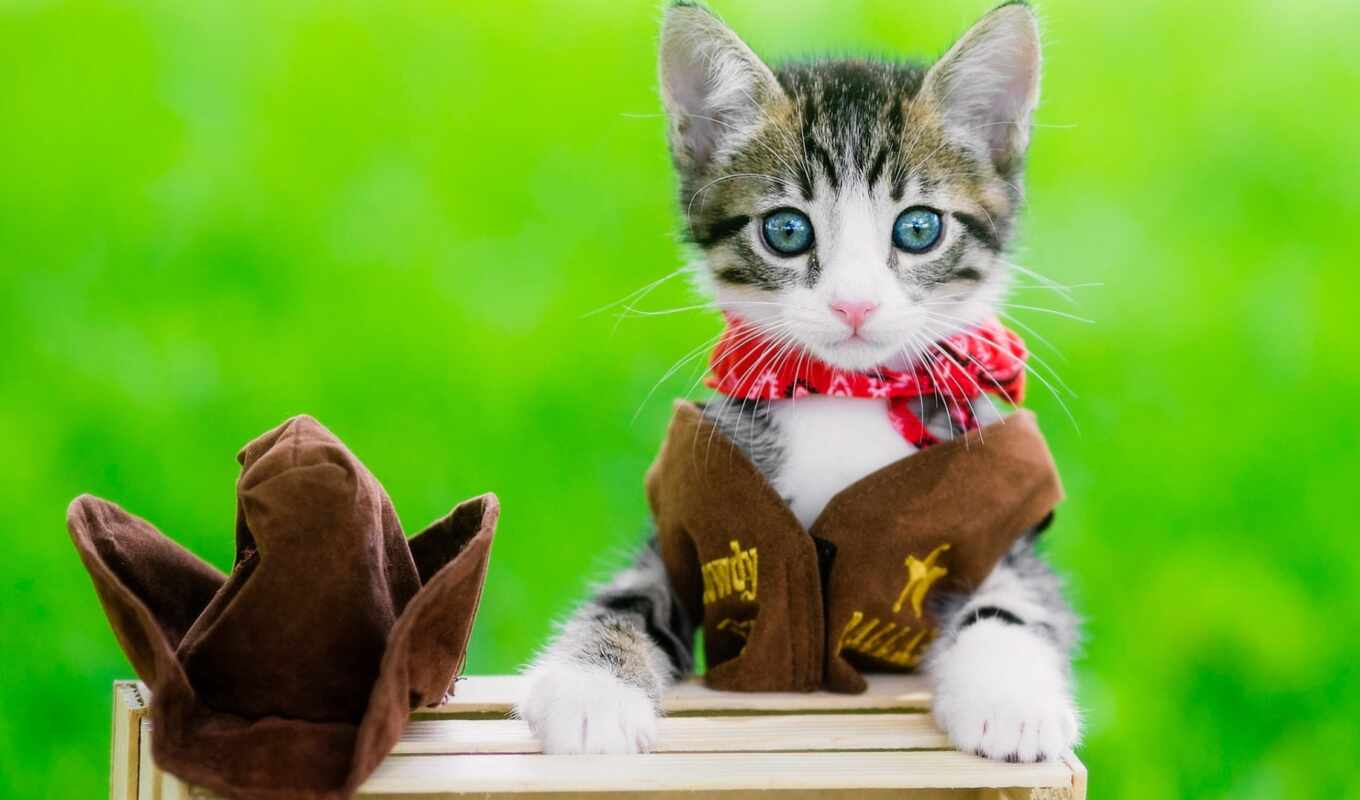 шляпа, кот, cute, favorite, котенок, средний, vote, купальники, ковбой, id, cowgirl