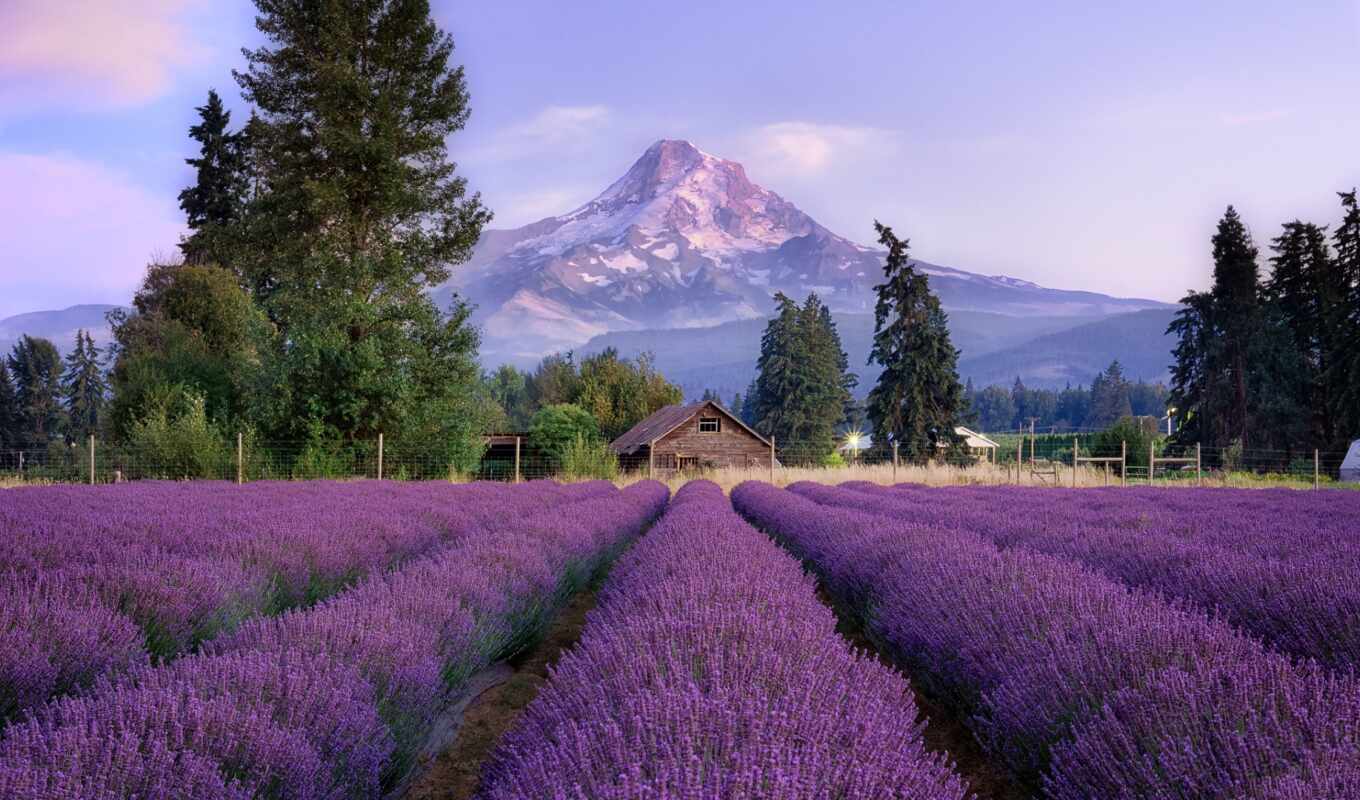 цветы, house, поле, landscape, lodge, конец, lavender