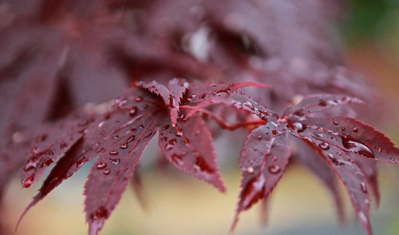 drop, sheet, rain, red, japanese, branch, dew, leaf