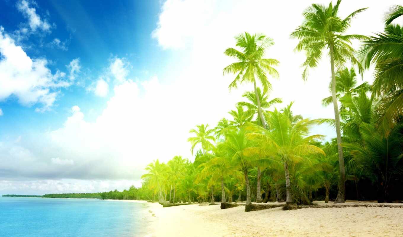 пляж, море, palm