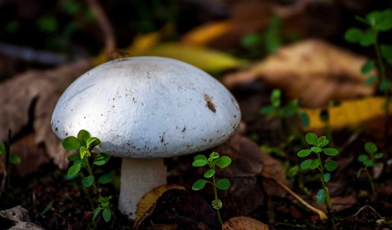 macro, forest, mushroom