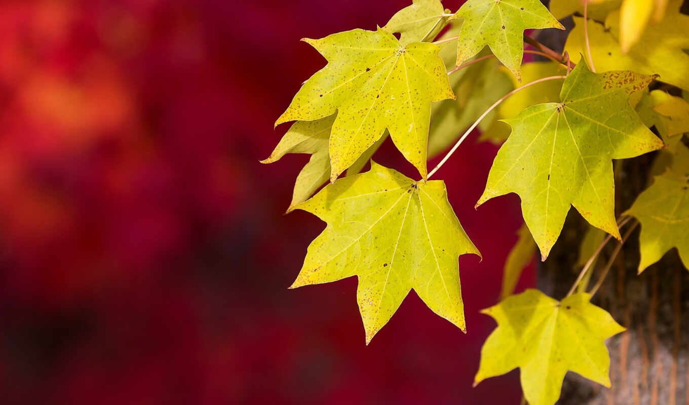 red, макро, осень, листва