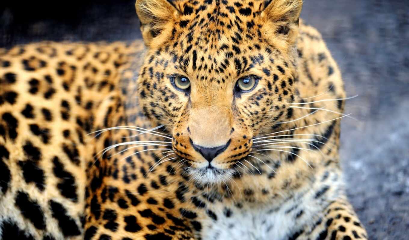 view, leopard, predator, muzzle, animal, color