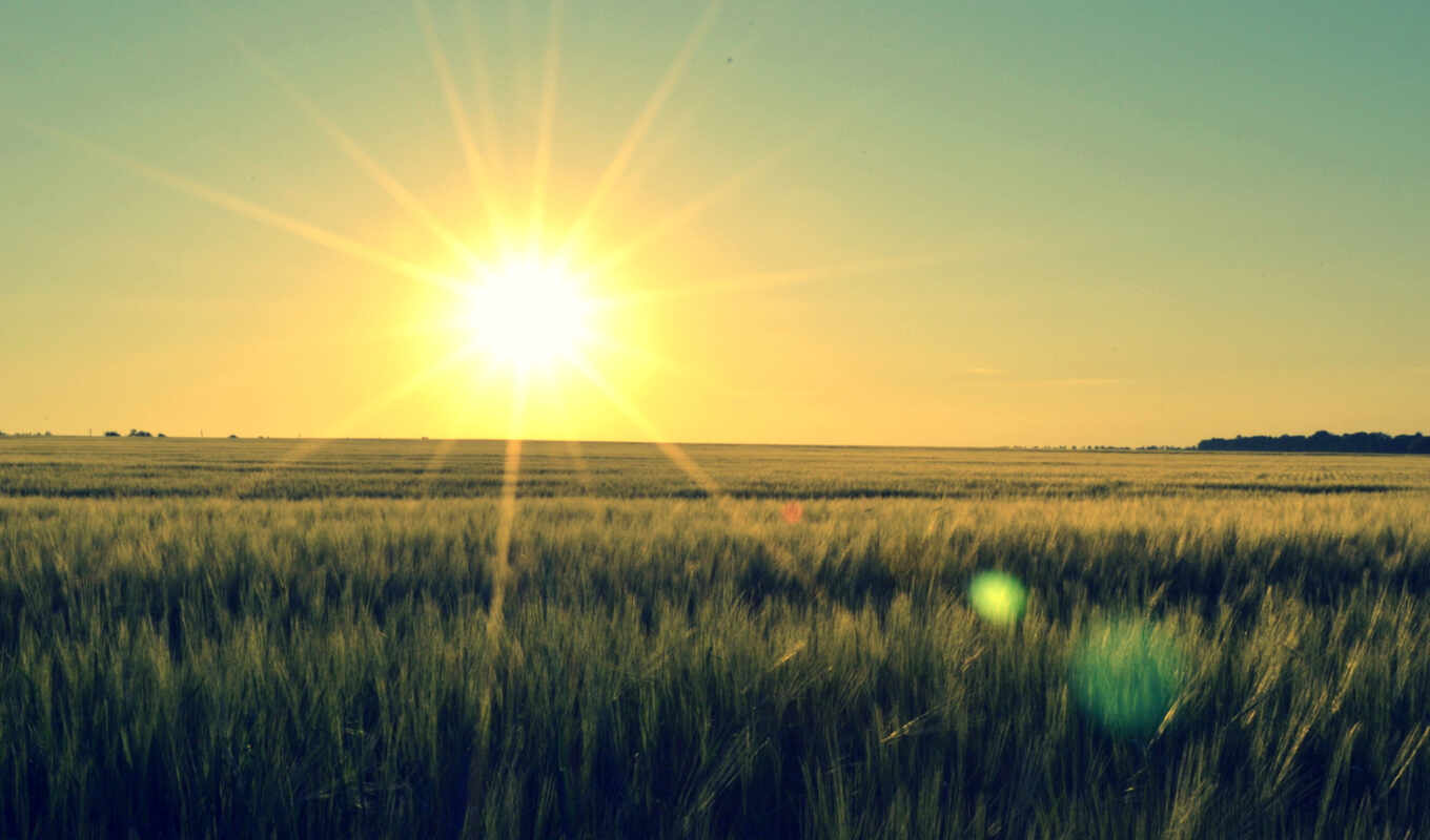 со, sun, поле, солнца, пшеницы, полем, rising, колосья, базы изображений