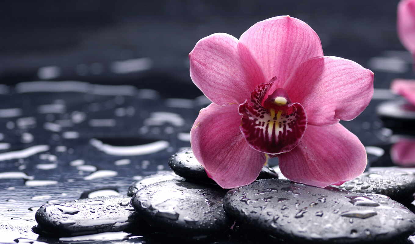 black, flowers, orchid, orchids, pink, smooth, stones