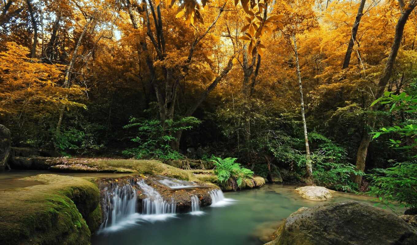 forest, landscape, high, autumn, river, waterfall, trees, fern, photo wallpapers