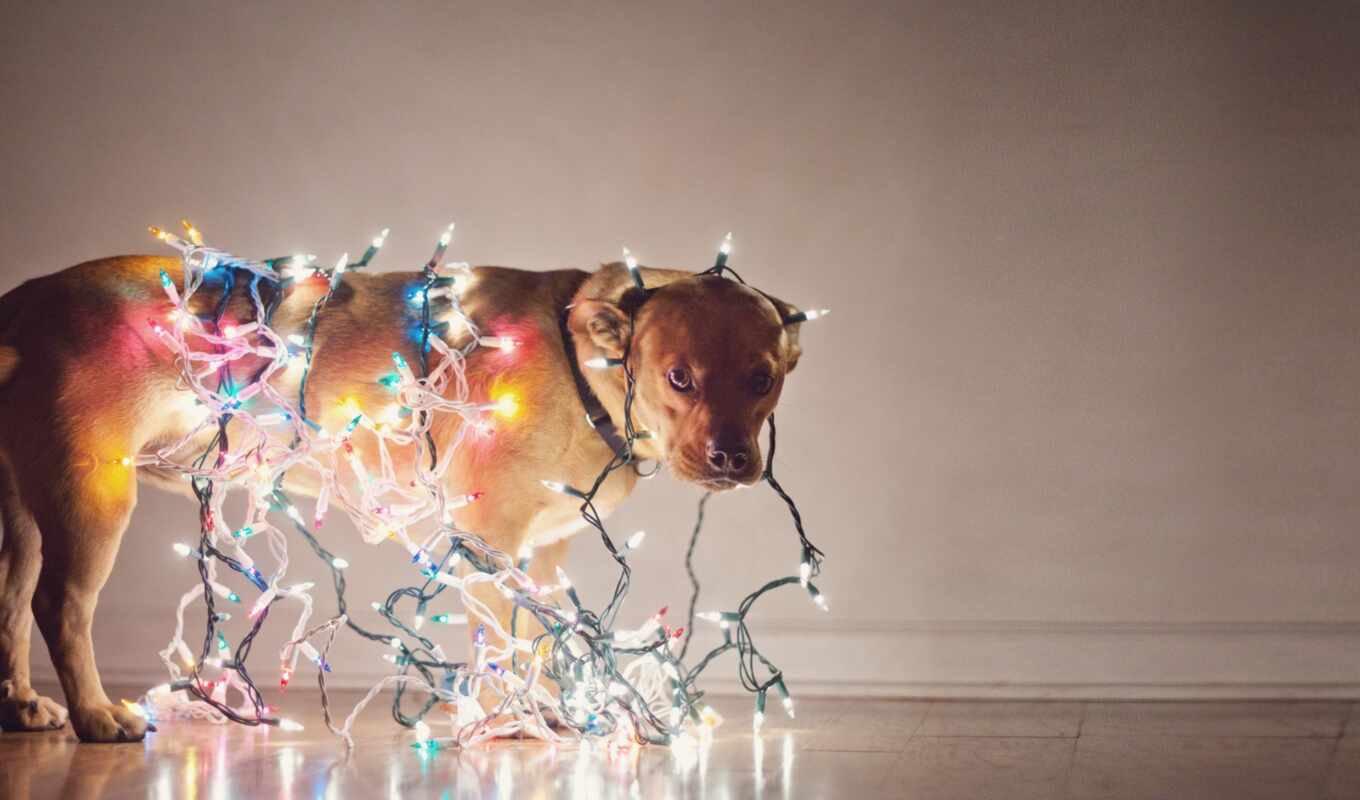 собака, праздник, новогодняя, которых, garland, нить, гирлянды, лампочки, елочной, гирлянде