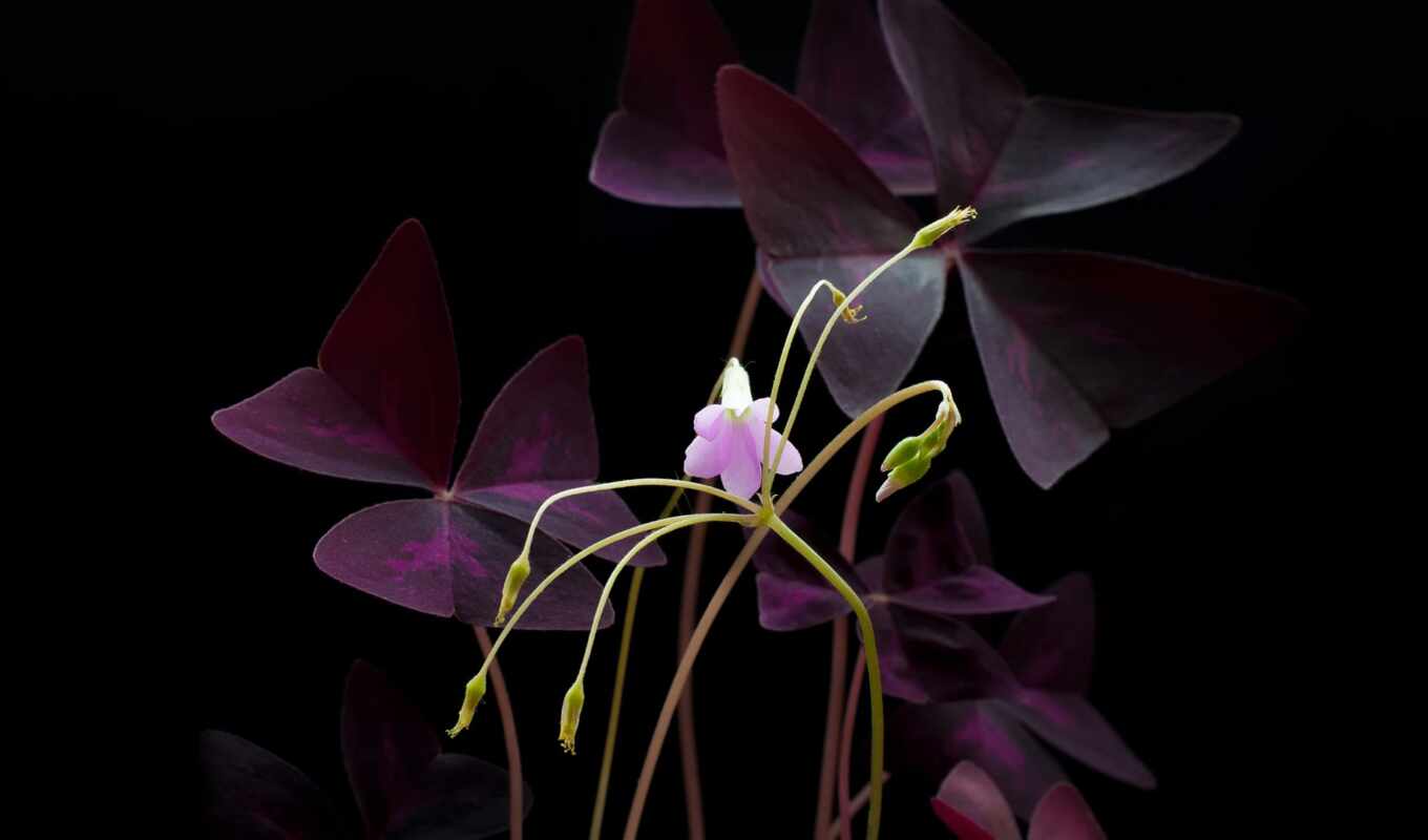 purple, flowers, каттлея
