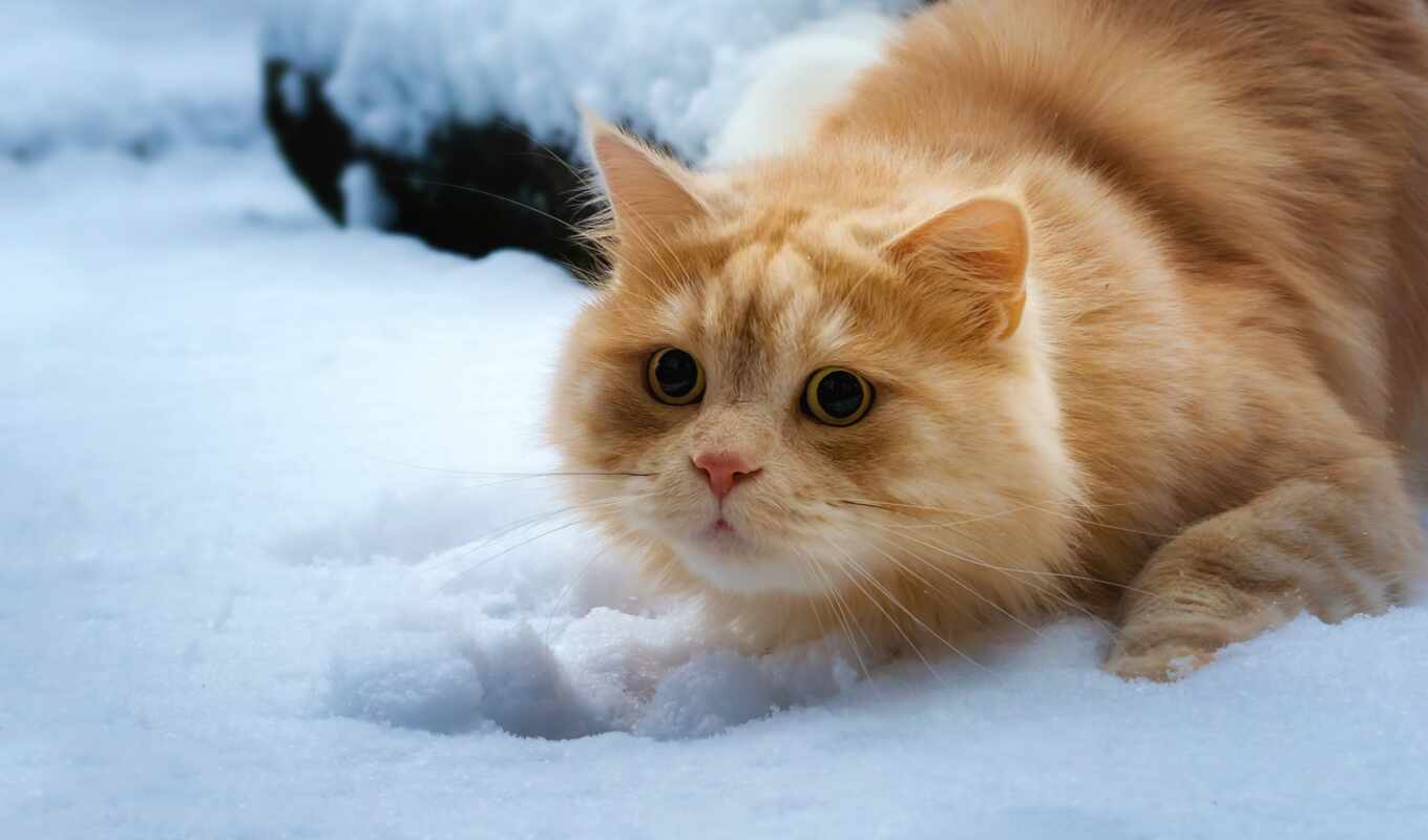взгляд, red, снег, кот