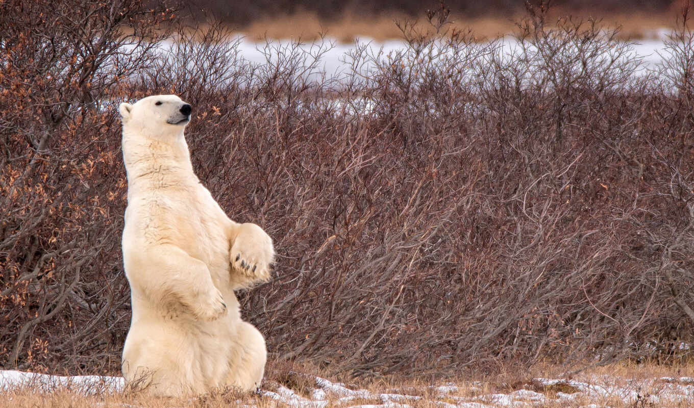 white, free, снег, медведь, animal, polar, northern, лапа