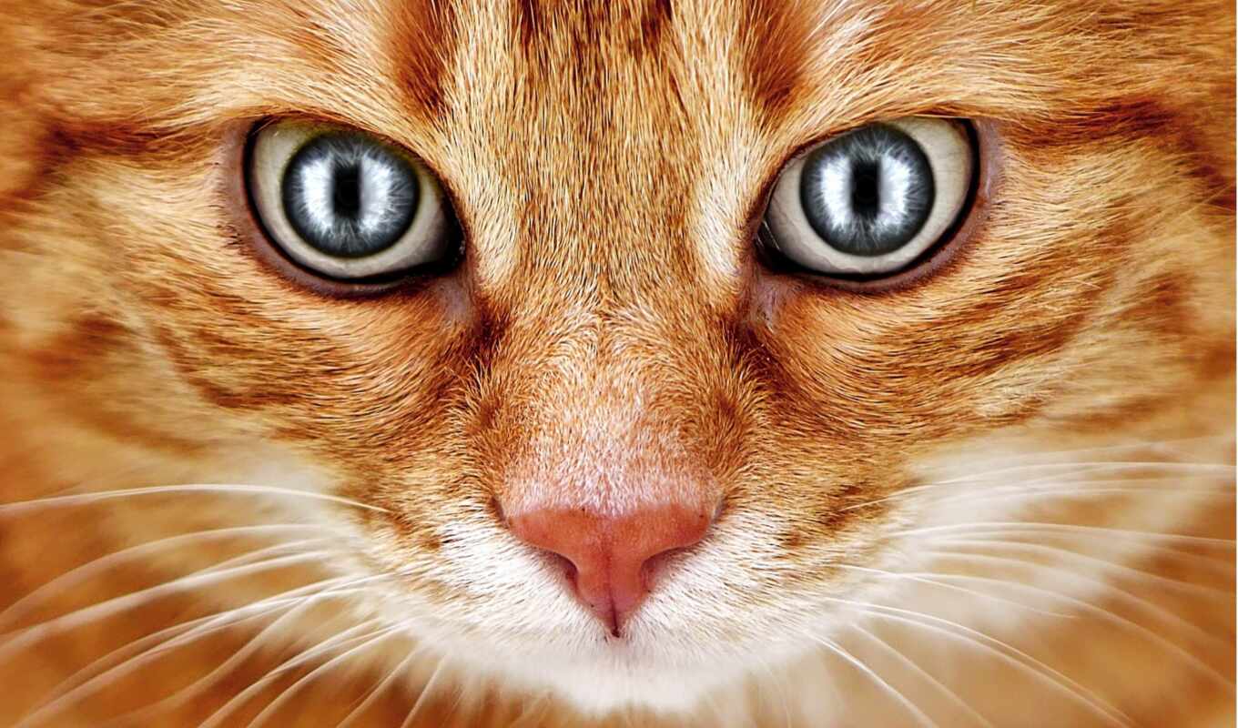 глаз, red, кот
