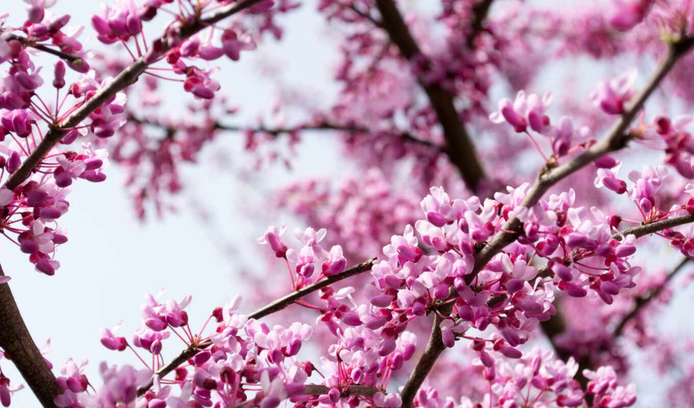 цветы, дерево, лепестки, japanese, они, come, cherry, point, китаянка, postcard