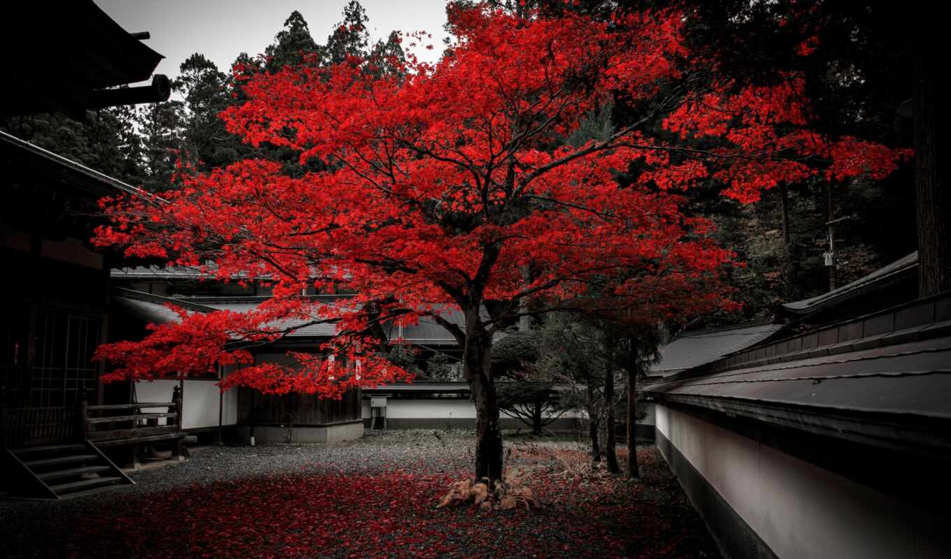 природа, house, фон, red, дерево, серый, красное, japanese, осень, яркий