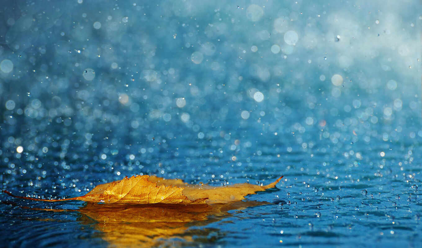 мужчина, лист, картинка, дождь, дерево, water, осень, спать, сонник