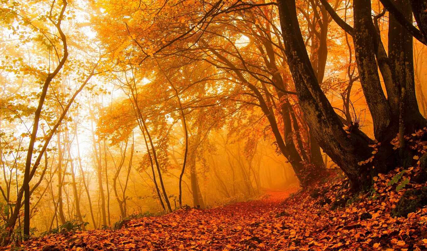 лист, дерево, лес, осень, оранжевый, park, дорогой, психология, floresta, outono
