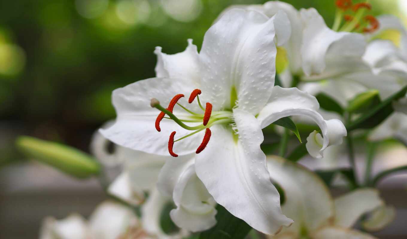 цветы, white, большой, plan, тег, lily, closeup, lilium