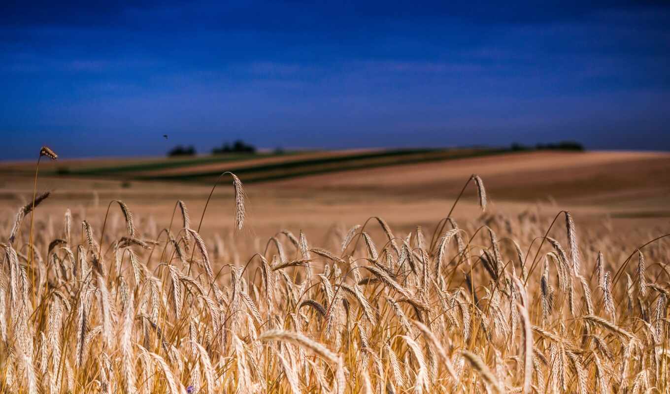 небо, blue, summer, water, поле, серьги, alive, пшеница, заставка