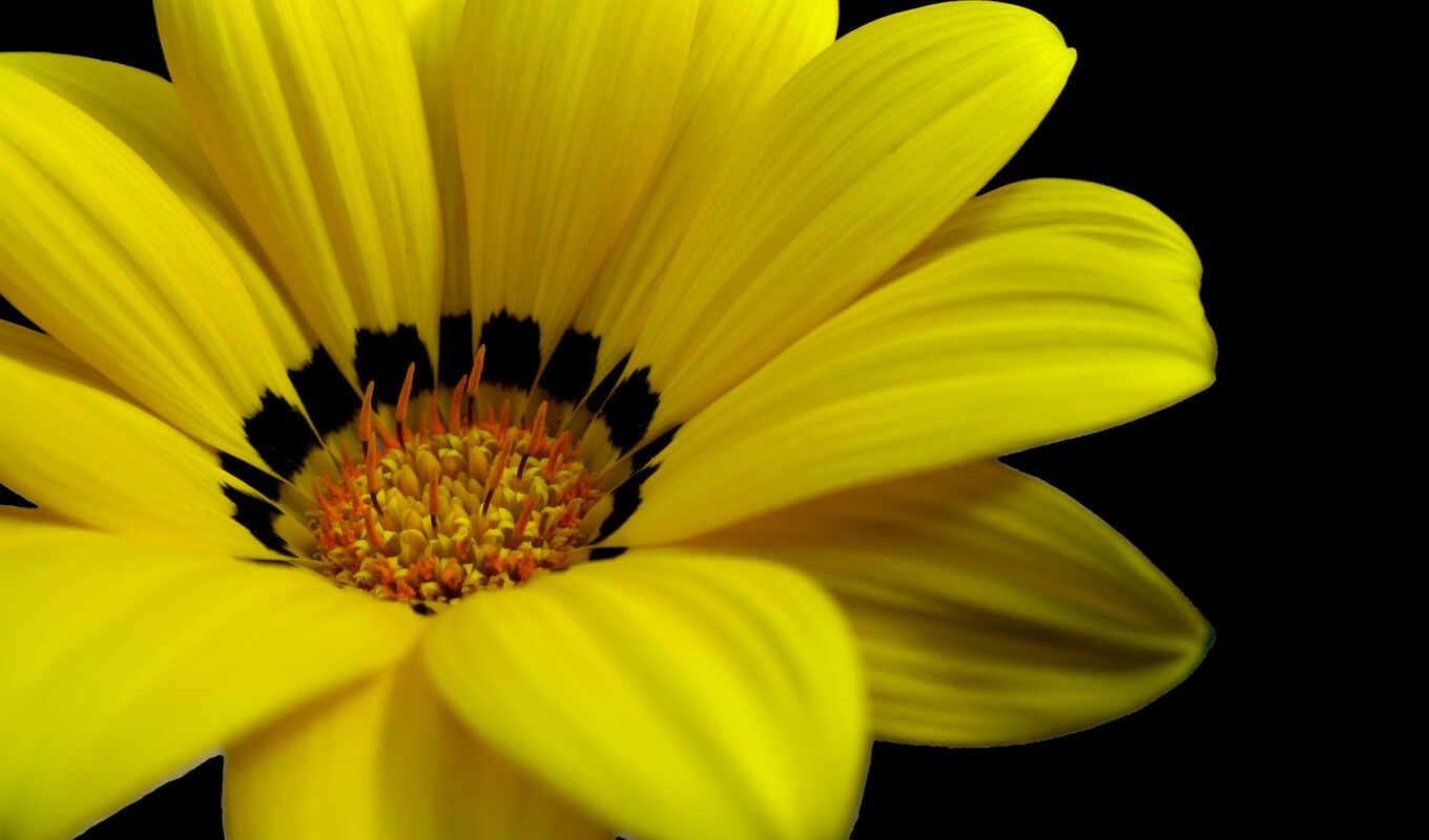 цветы, yellow, funart
