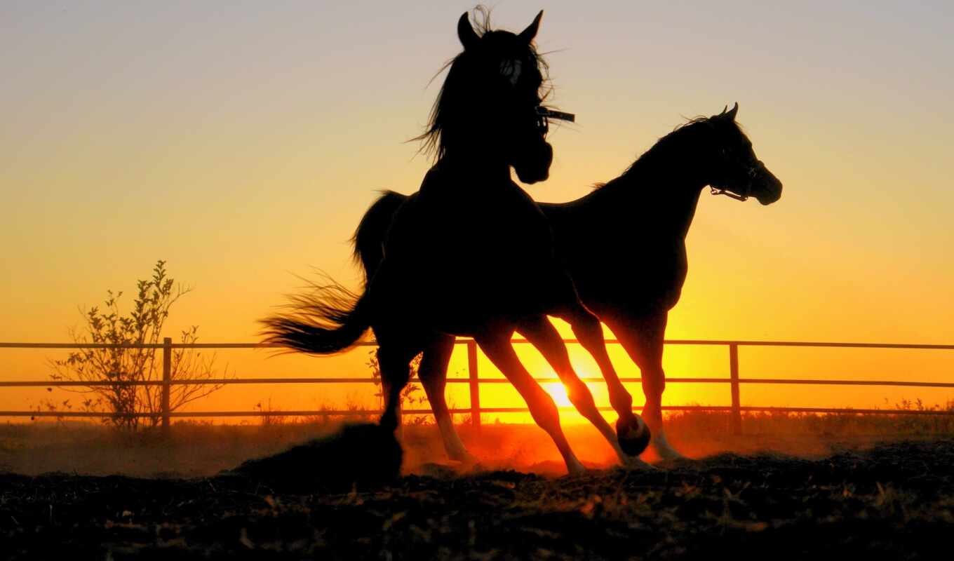art, лошадь, трава, закат, вечер, лошади, кони, лошади, лошадей
