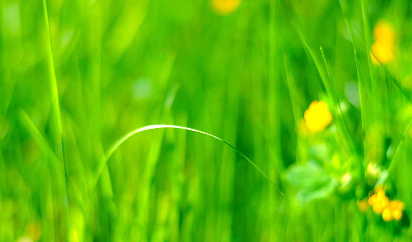 iphone, house, call, grass, field, cvety, competition, meadow, center's, page, light green