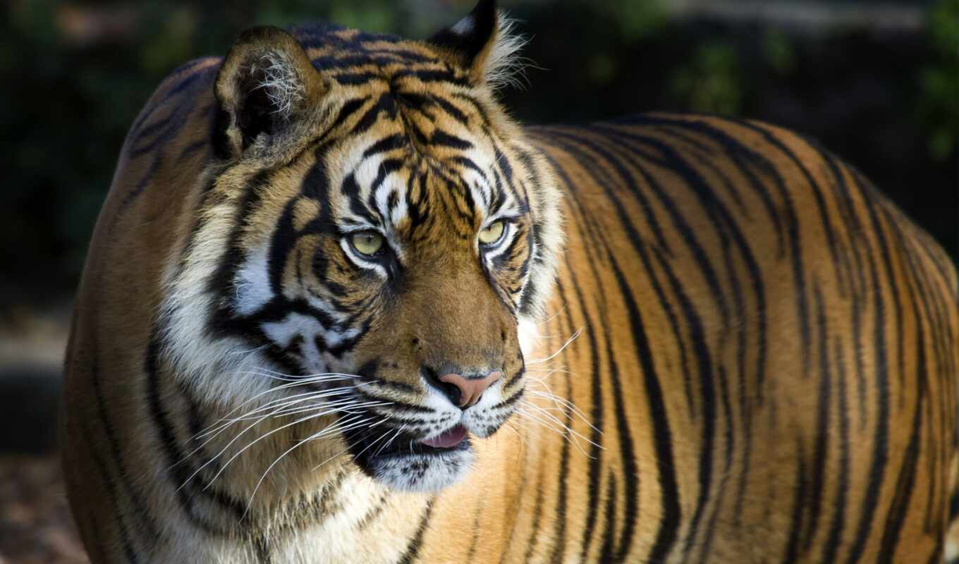 save, interior, your, tiger, animal, pinterest, photo wallpapers