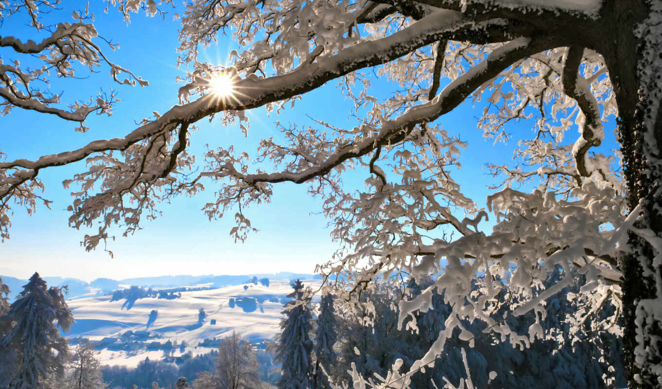 природа, sun, дерево, снег, winter, лес, landscape, branch