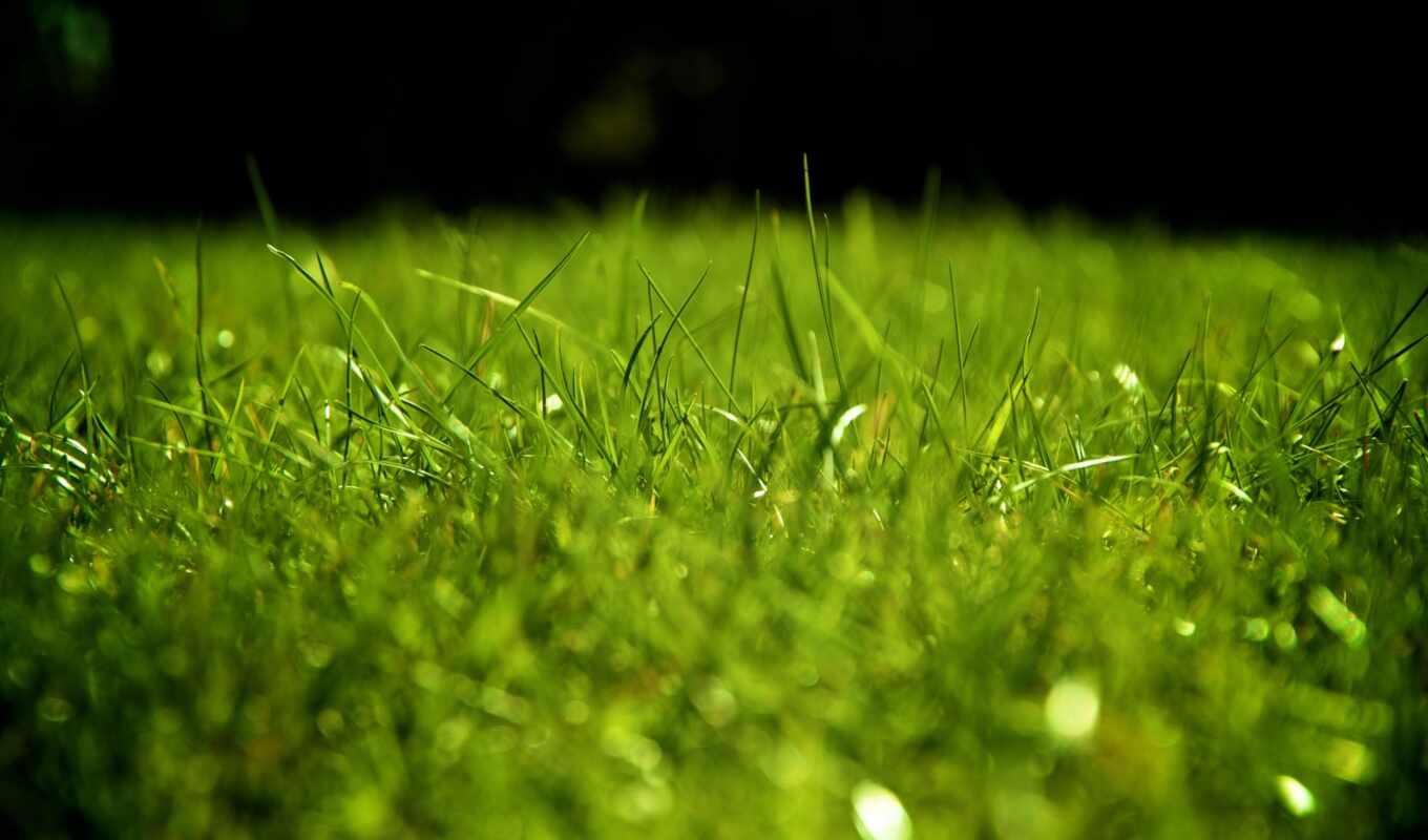 drop, loading, зелёный, трава, модель, газон, permission, greenery, makryi