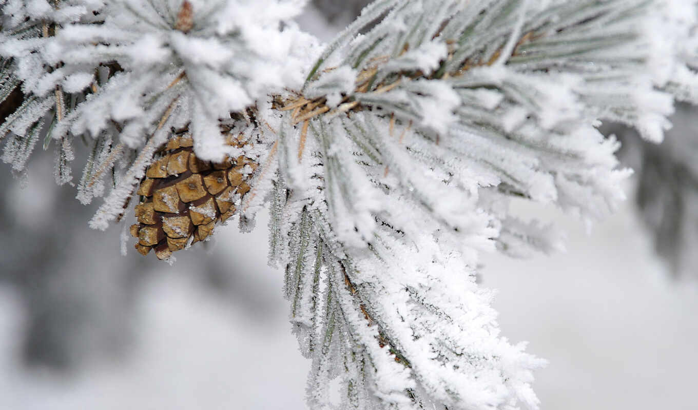 tree, snow, winter, subject matter, branch, pine, cone