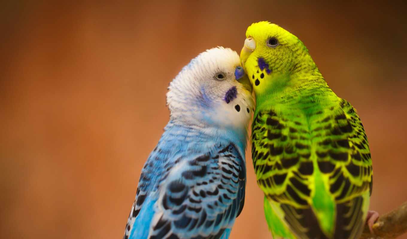 love, a parrot, could, wavy, speak, scare, popular
