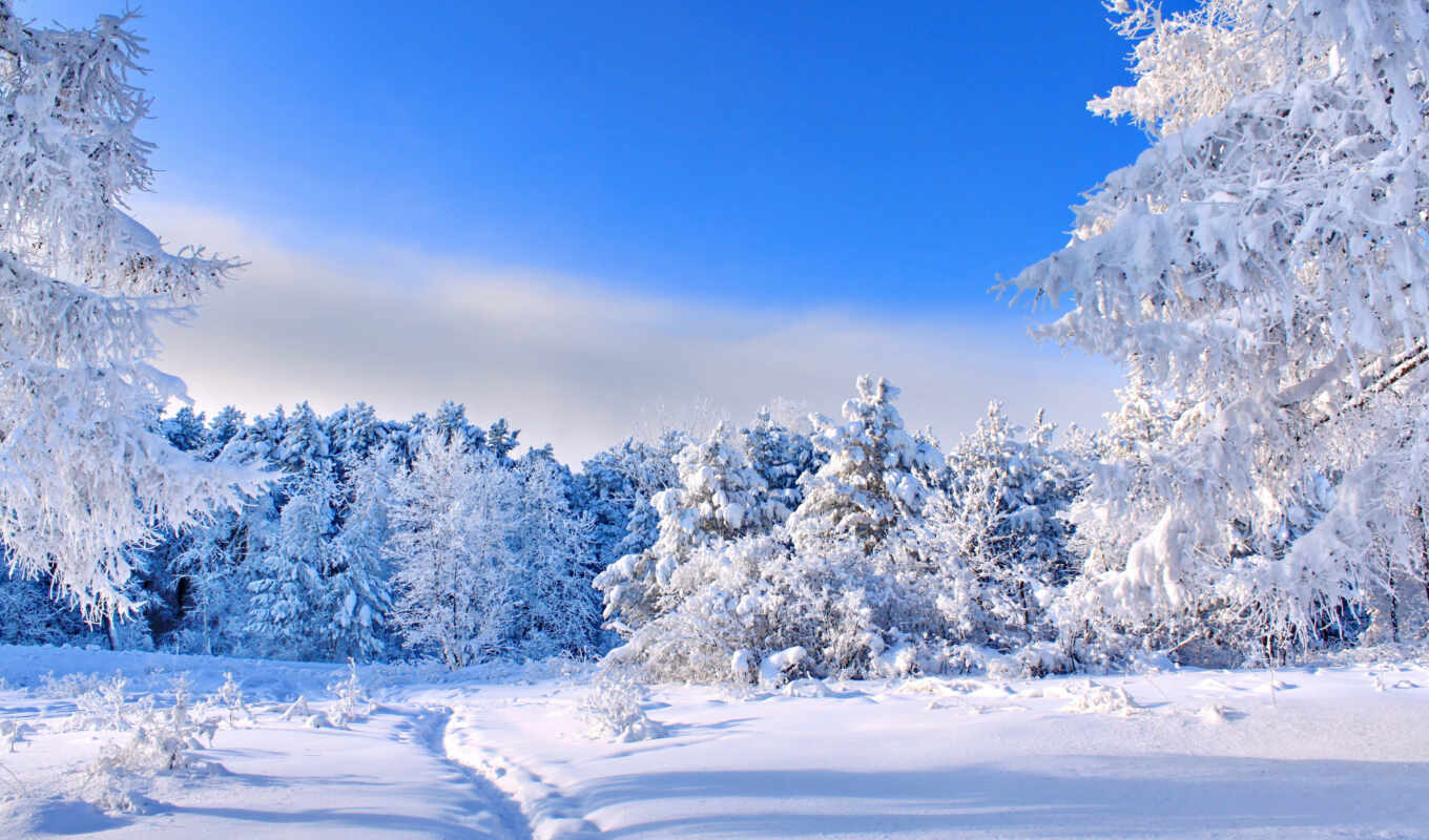 природа, winter, лес, красивый