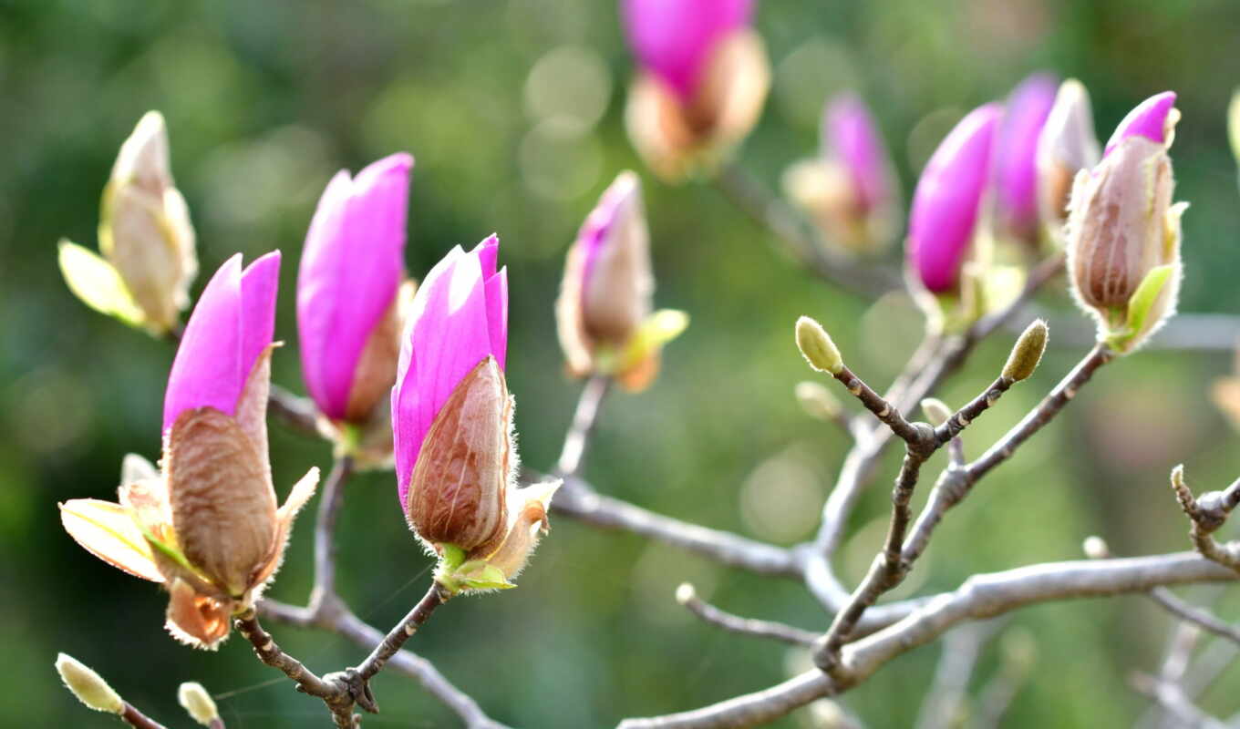 gallery, magnolia, peapix