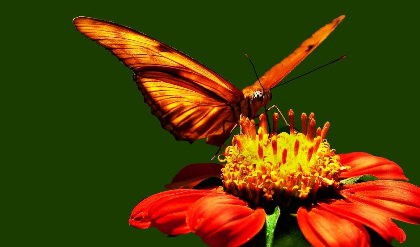 black, flowers, red, butterfly, yellow