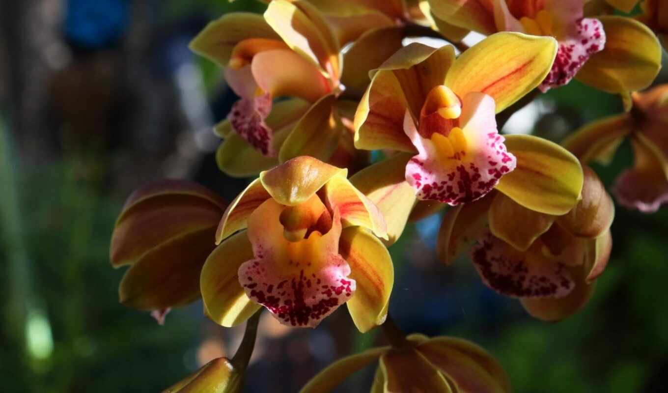 цветы, орхидея