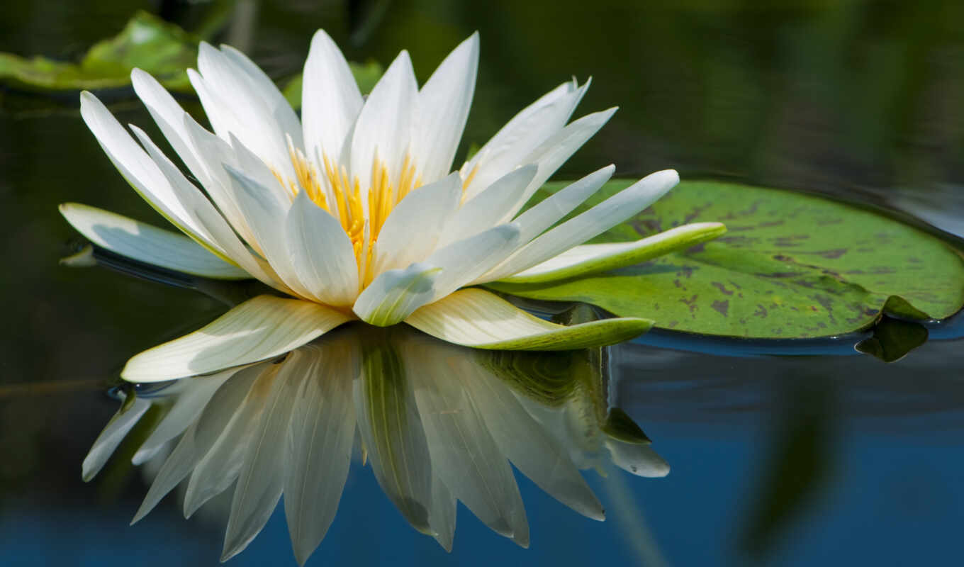 white, white, spa, May, lotus, water lily, ampla, nymphaea