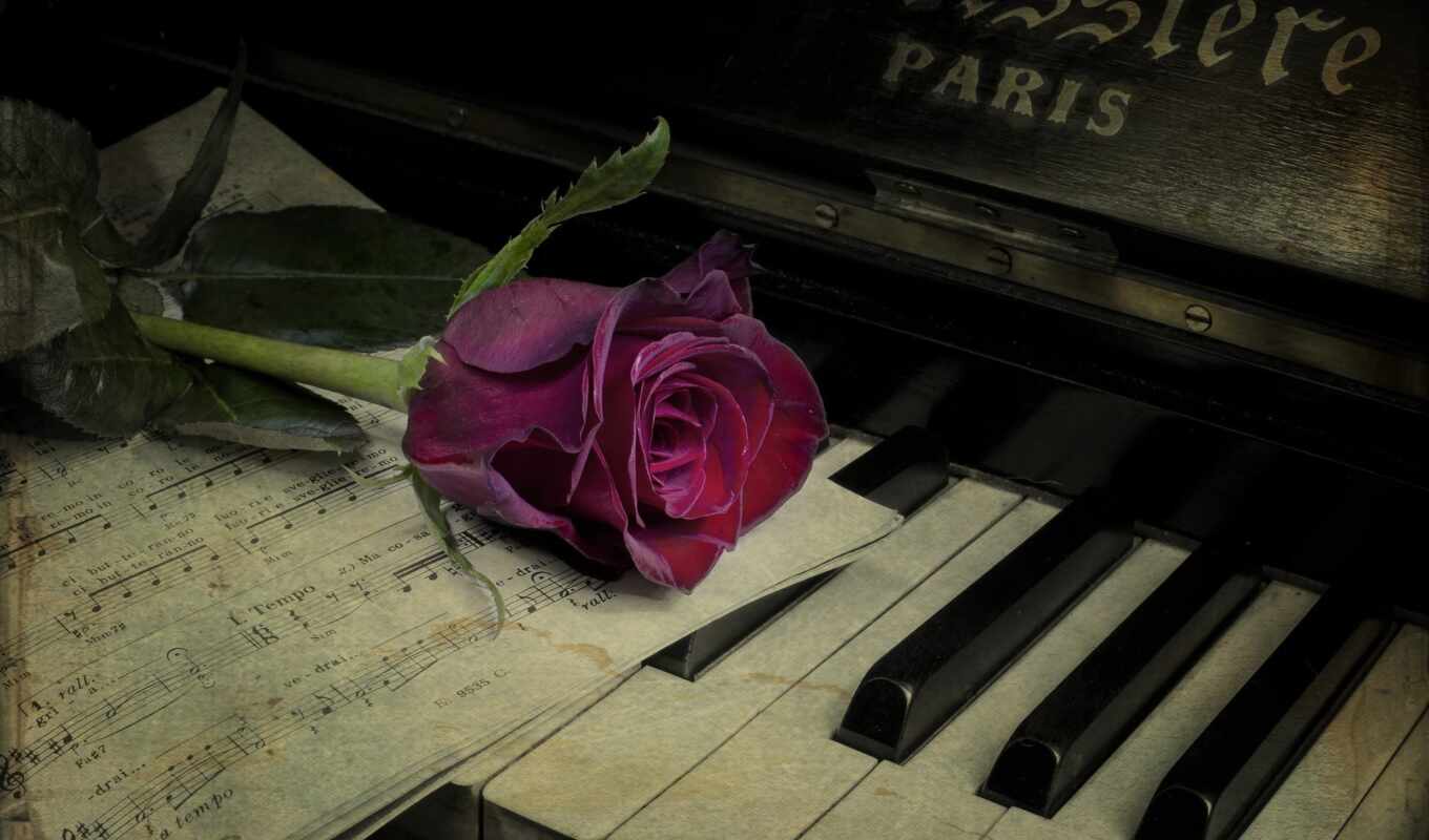 роза, музыка, нота, ключ, cvety, piano, инструмент, stokovyi
