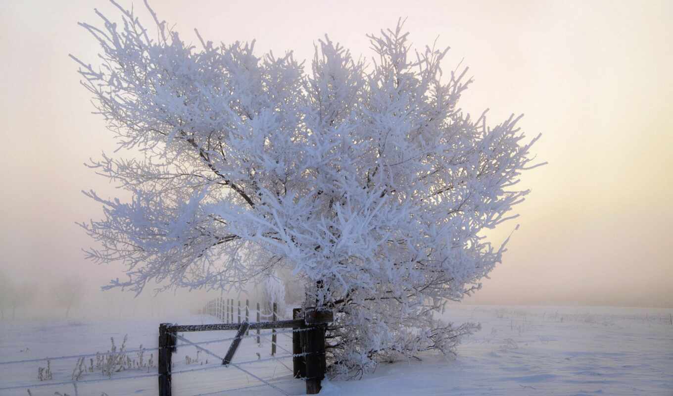 дерево, иней, winter, tapety, blizzard, alive, komentarze, jako-cus