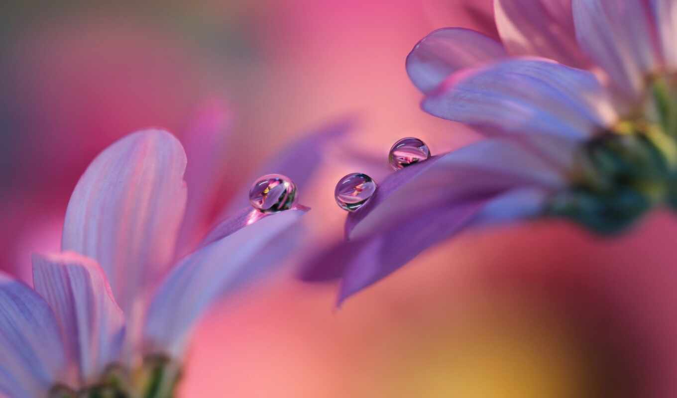 flowers, drop, bubble, purple, water, see, petal, gerbera
