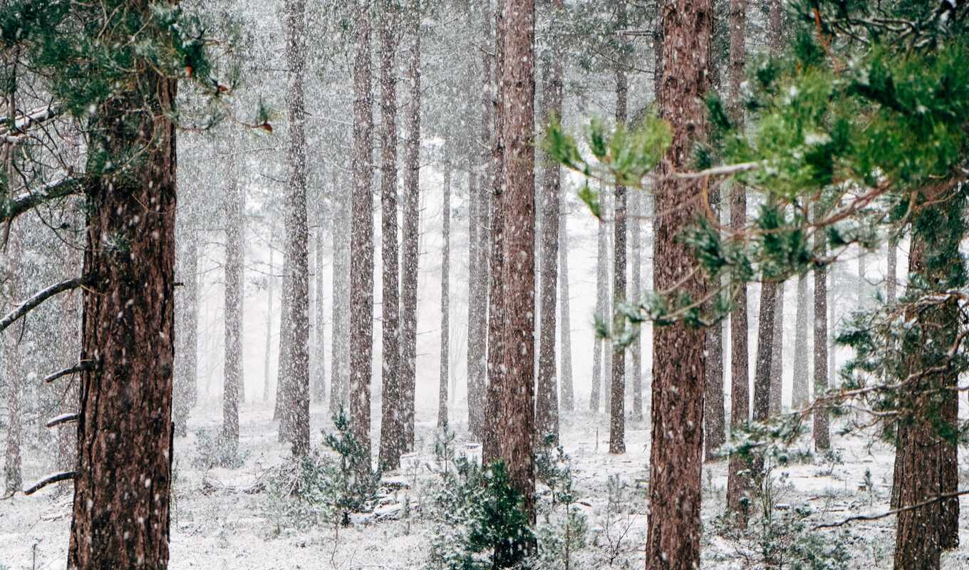 winter, лес, январь, class