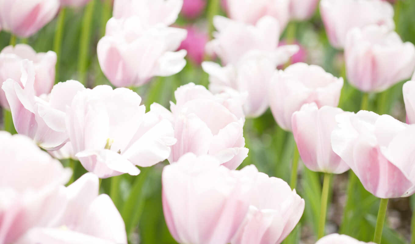 play, big, screensavers, the most, tulips, cvety, gentle, high-quality, collection