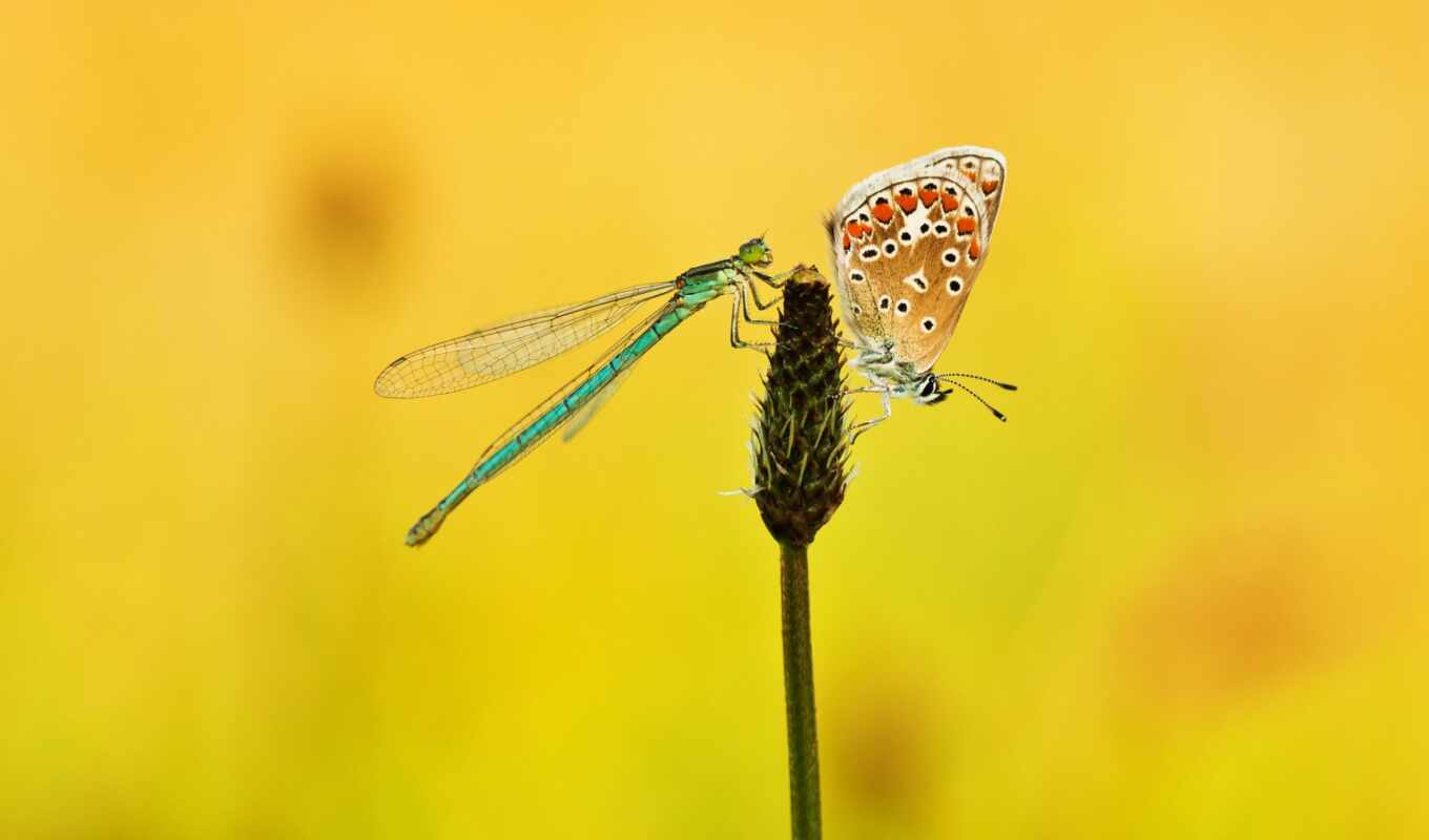 butterfly, pin, dragonfly, plant, butterflies, dragonflies